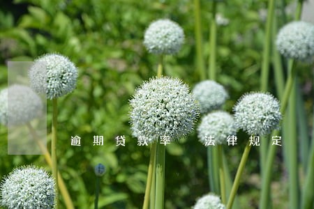 逾期贷款率 法律规定 逾期贷款率 法律规定